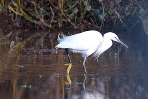Little egret
