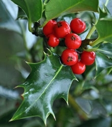 Holly