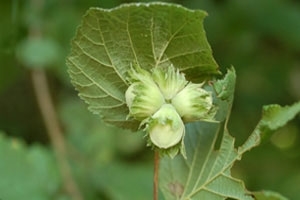 Hazel nut