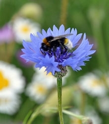 Cornflower