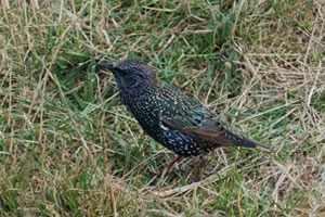 Starling
