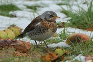 Fieldfare