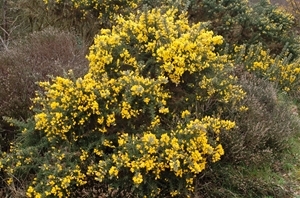 Gorse
