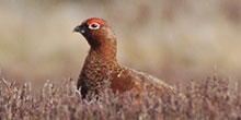 An economic study of Scottish grouse moors