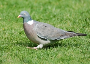 Wood pigeon
