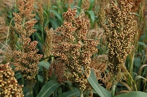 Dwarf grain sorghum
