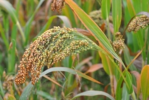 Millet