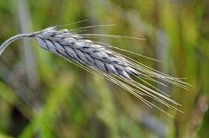 Triticale