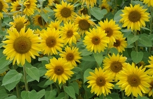 Sunflowers