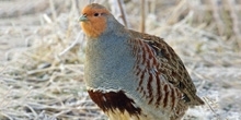 Scottish Grey Partridge Project