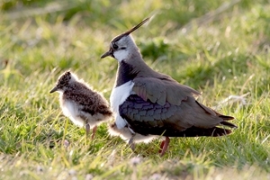 Lapwing and chicks (Credit: David Mason)