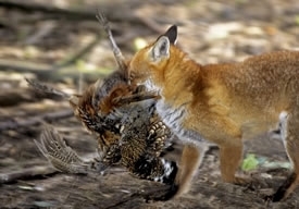 Predappealfox