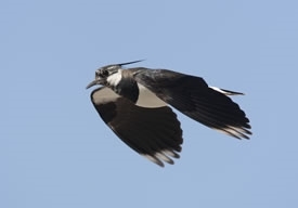 Predappeallapwing