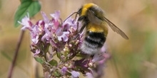 Bumblebee use of farmland habitats