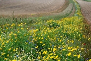 Wild flower margin