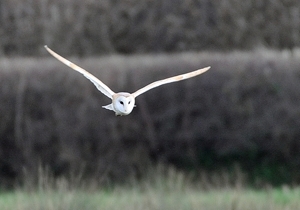 Barn owl