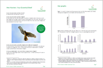 Hen harrier fact sheet