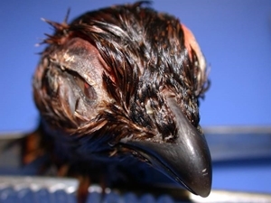 Crypto in red grouse