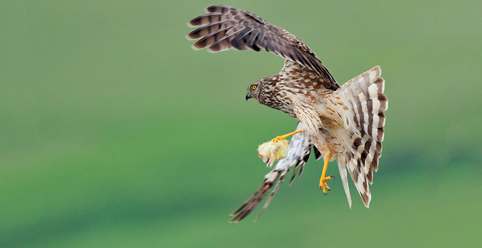 Hen harrier fact sheet