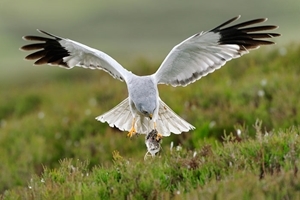 Male hen harrier (www.lauriecampbell.com)