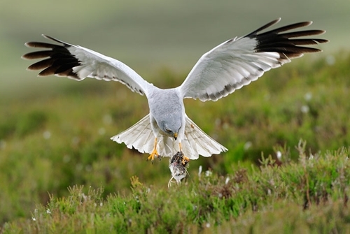 Male Hen Harrier www.lauriecampbell.com