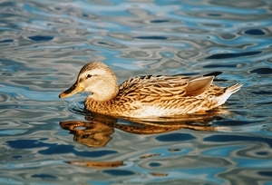 Mallard duck