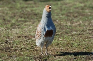 Grey partridge