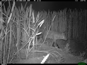 A spoonful of tinned dog meat buried in a shallow pit usually proves irresistible to passing foxes