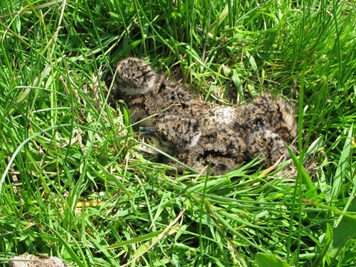 Lapwing chicks in the nest