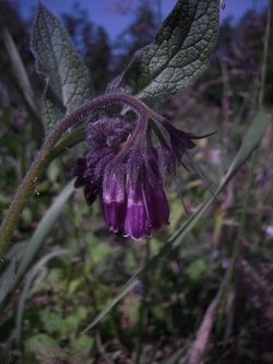 Comfrey (photo credit: Jesse Taylor)