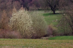The pussy willow