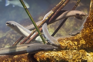 European eel