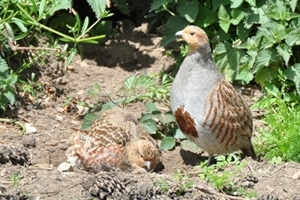 The Salisbury Plain Study investigated the effect of predator control on grey partridges
