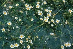 Water crowfoot