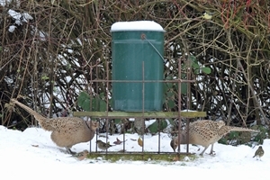 Pheasant hens at hopper