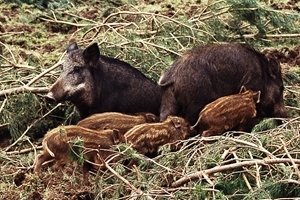 Wild boar
