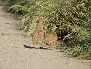 The Game & Wildlife Conservation Trust’s Cotswold Partridge Group aims to help boost numbers of this declining bird across the region. Photocredit: Peter Thompson, GWCT