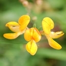 Bird's-foot trefoil