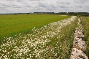 Flower margin and dry stone wall