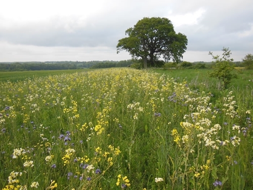 Location of habitat where first brood hatched from different angle.