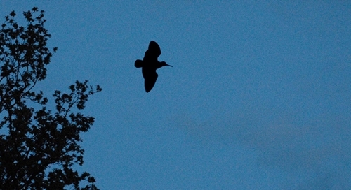 Roding woodcock Roding woodcock