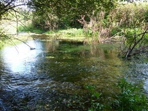 Trout stream