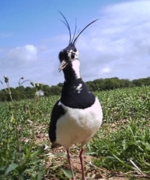Adult lapwing by Carlos Sánchez