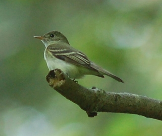 Dungeness Acadian flycatcher