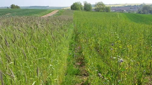 Wild seed mixtures Wild seed mixtures