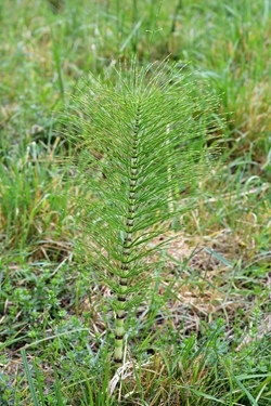 Horsetail