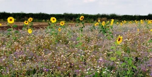 Farmland Bird Walk