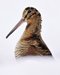 Woodcock 1-wwwlauriecampbellcom