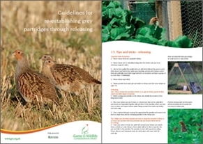 Grey partridge releasing guide