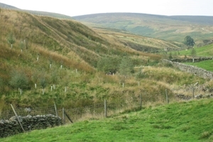 Black grouse habitat